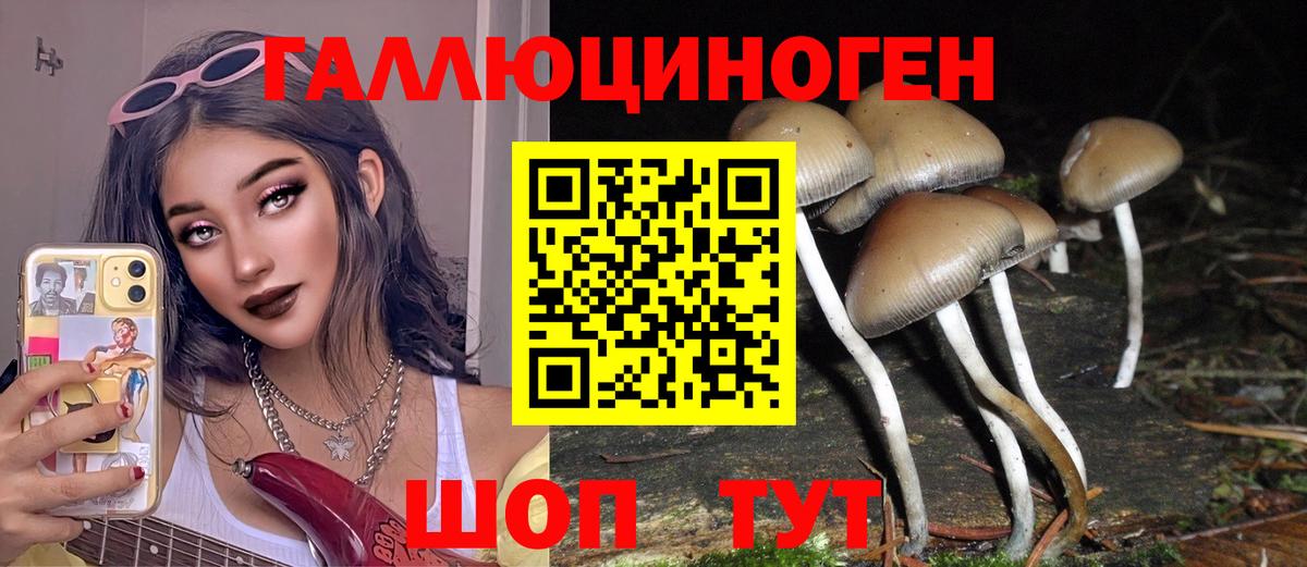Псилоцибиновые грибы Psilocybe Отрадный